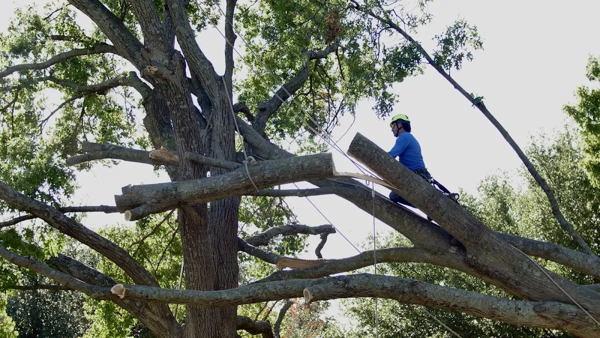 Professional Crown Thinning performed by certified arborists in Hill City