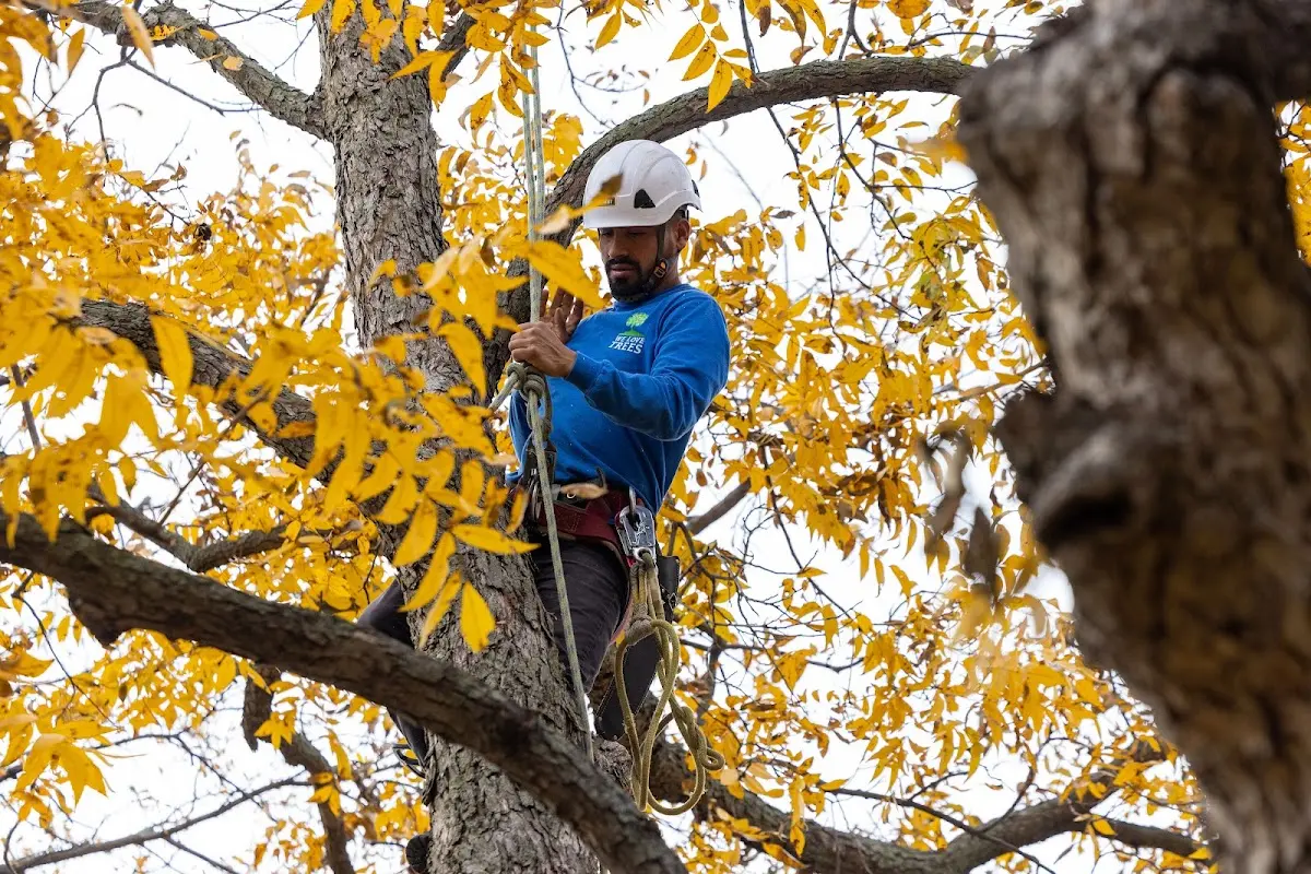 Skilled Storm Damage Cleanup crew working in Hill City